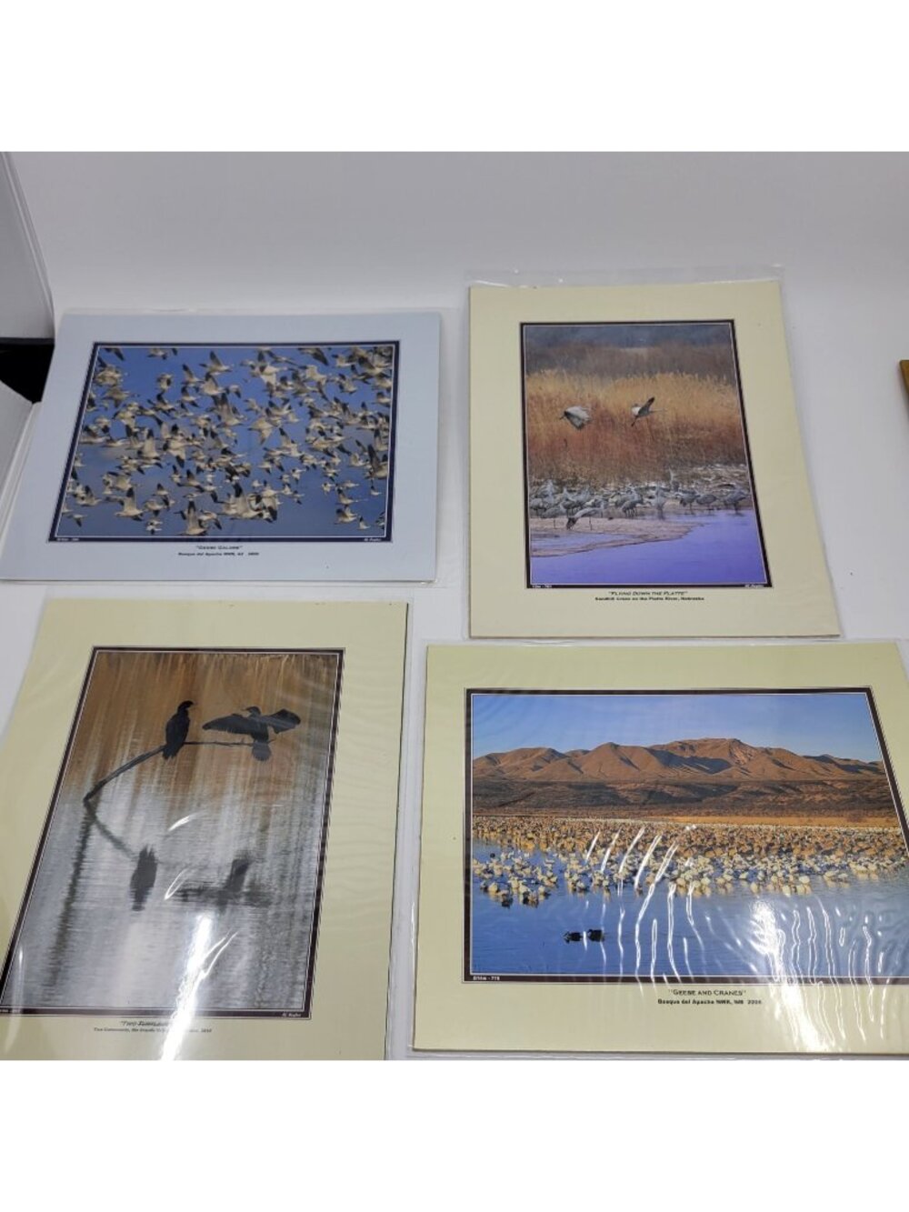 PHOTOGRAPHY Art Prints Lot 4 Vintage BIrds Birding Nature Photos - HW028